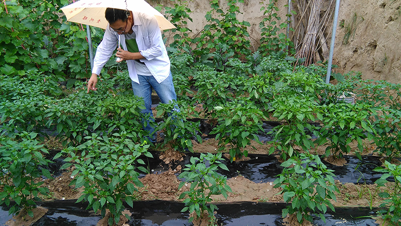 4%赤黴酸乳油在辣椒上的藥效試（shì）驗(圖2)