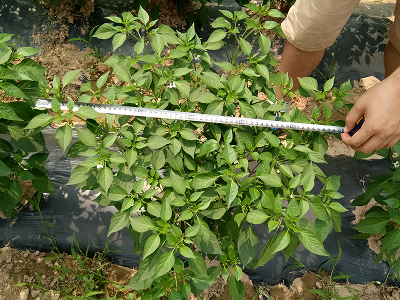 4%赤黴酸乳油在辣椒上的藥效試（shì）驗（yàn）(圖3)