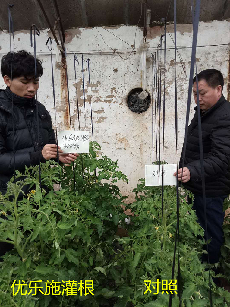 優樂施衝施配方在冬季大棚番茄（開花（huā）坐果期）上的肥效試驗(圖1)