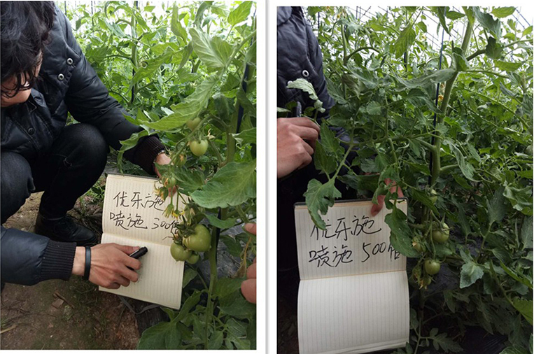 優樂施衝施配方在冬季大（dà）棚番茄（開花坐果期）上的肥效試驗(圖2)