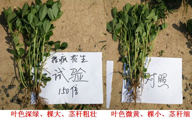 “控瘋”花生（shēng）專用產品的試（shì）驗報（bào）告(圖4)