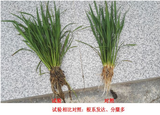 【試驗示範】“控瘋”水稻專用產品(圖1)