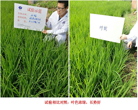 【試驗示範】“控（kòng）瘋”水稻專用產品(圖2)
