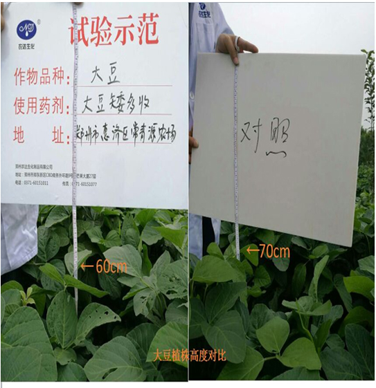 【試（shì）驗示範】大豆矮多收(圖2)