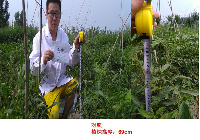 根力補衝（chōng）施肥在番茄上的試驗報告(圖1)