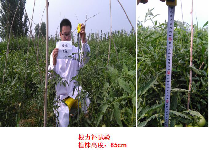 根力補衝施肥在番茄上的試驗報告（gào）(圖2)