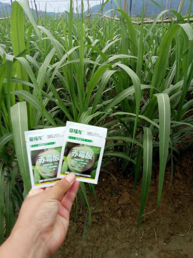 翁源地天泰農資“日本久久久20%赤黴酸可溶性粉劑”上（shàng）市會(圖4)