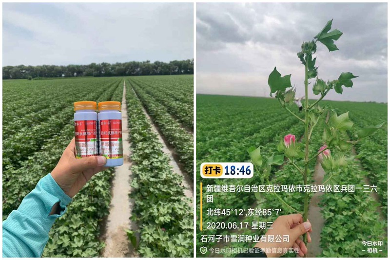 棉花用了控爾豐（fēng），控旺增產真輕鬆（sōng）(圖3)