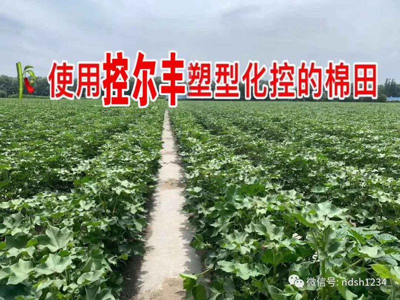 棉花用了控（kòng）爾豐，控旺增（zēng）產真輕（qīng）鬆(圖5)