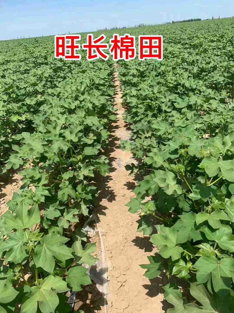 棉花用了控爾豐，控旺增產真（zhēn）輕鬆(圖6)