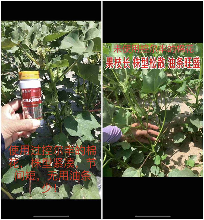棉花用了控（kòng）爾豐，控旺（wàng）增（zēng）產真輕鬆(圖7)