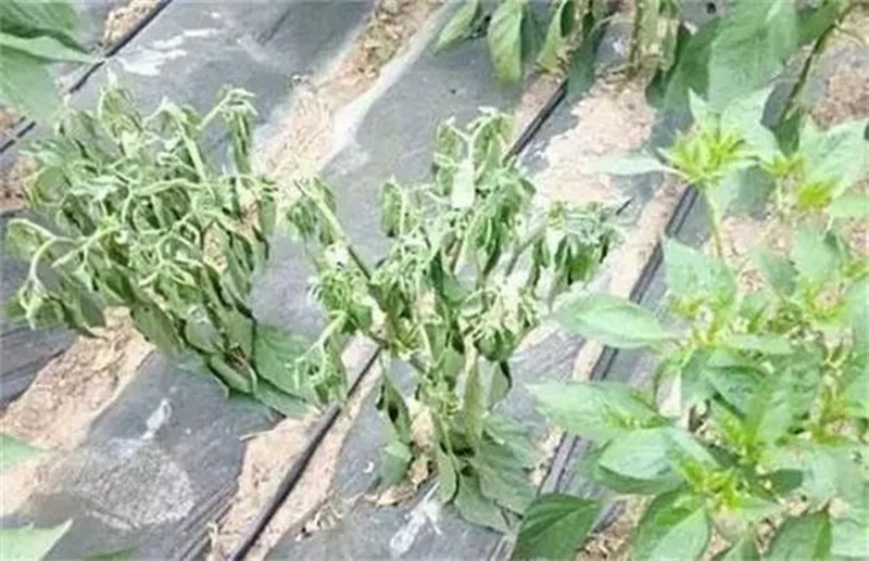 蔬菜死棵一年比一年（nián）重，到底能不能重茬（chá）？(圖1)