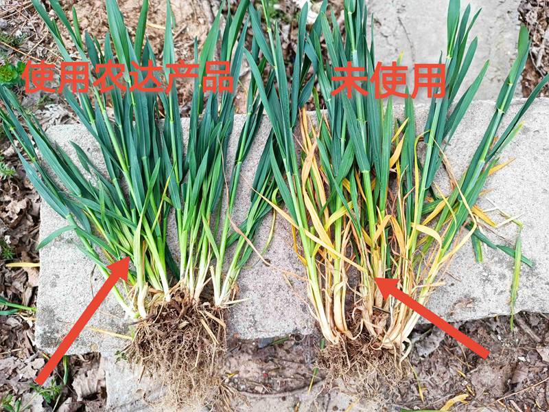 深入田間，探究效果---卑詩▪壯在小（xiǎo）麥上的效（xiào）果回訪(圖2)