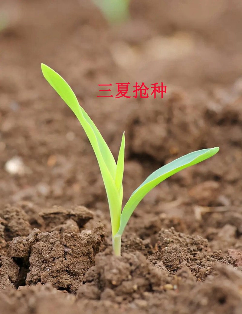 科技植保-夏秋（qiū）作（zuò）物種植要點(圖1)