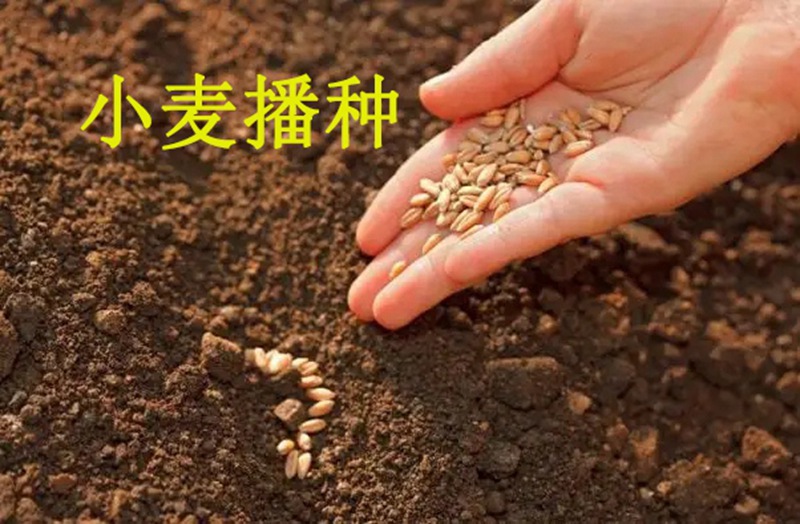 植保知識——冬小麥(mài)播種五大關鍵技術(圖1) 植(zhí)保知識——冬小(xiǎo)麥播種五大關鍵技術(圖(tú)1)