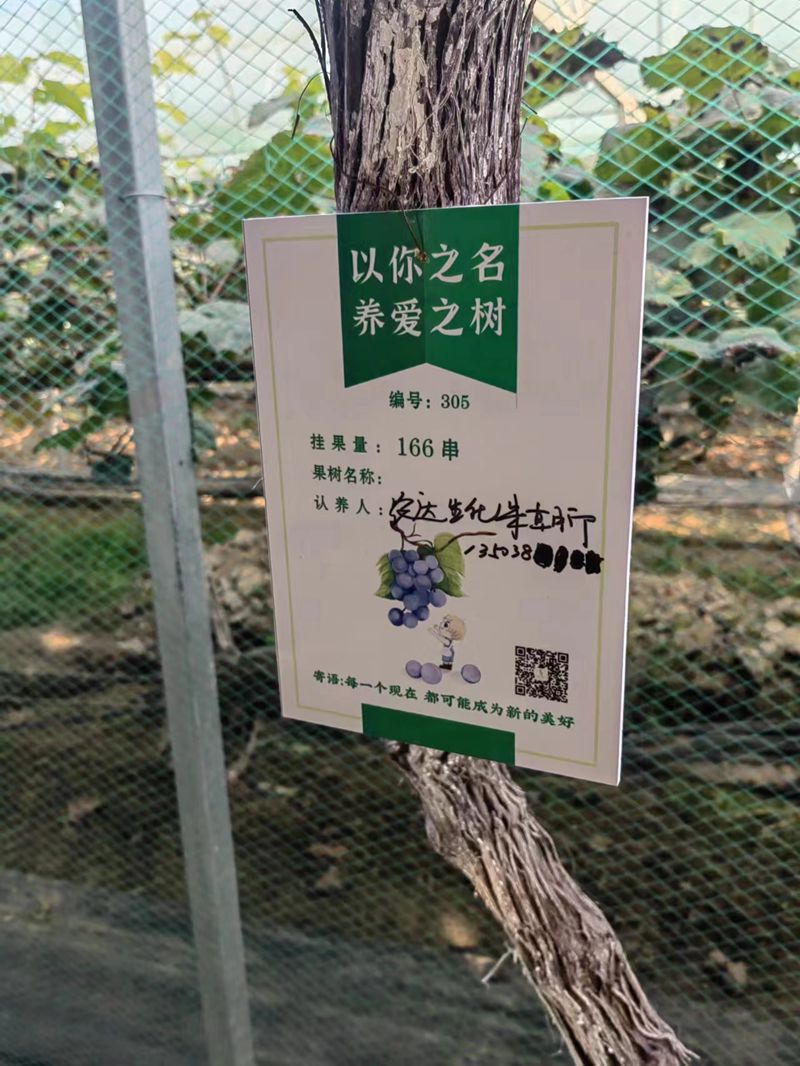 農（nóng）達開展陽光玫瑰采摘節活動(圖3)