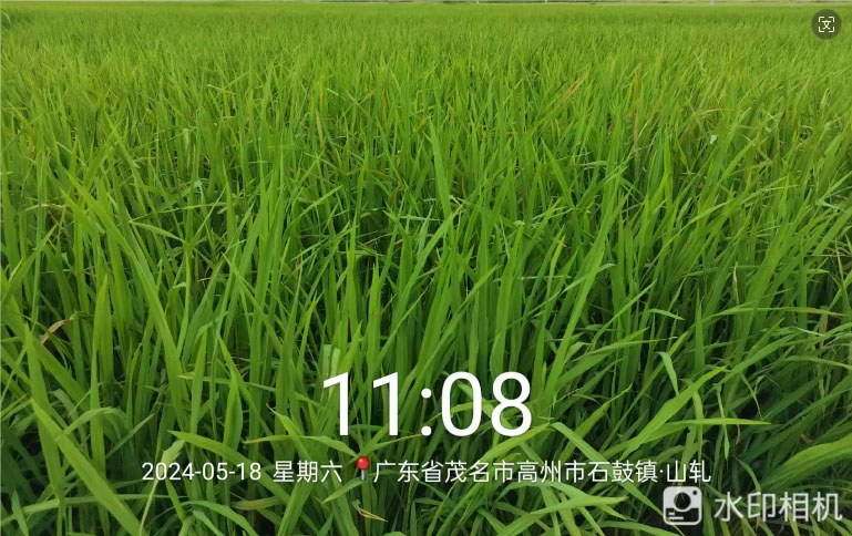 胖丫-大量（liàng）元素水溶肥在水稻上（shàng）的效果(圖2)