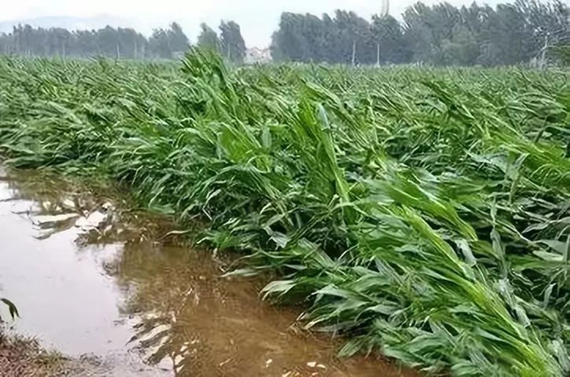 暴雨過後，應做好這些（xiē）事！(圖2)