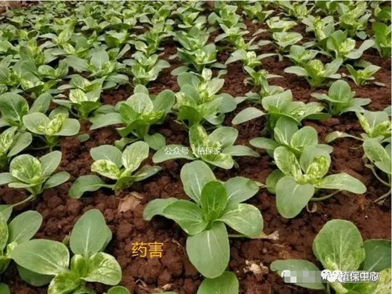 農(nóng)藥成分和含量一模一樣(yàng),為(wéi)啥效(xiào)果差別那麽大?(圖4) 農(nóng)藥成(chéng)分和含量一模一樣,為啥效果差別那麽大?(圖4)